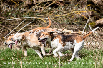 02 - Meutearbeit Solchstorf