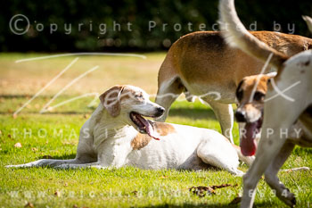 05 Schleppjagd Gut Basthorst