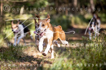 08 - Schleppjagd Ellingen