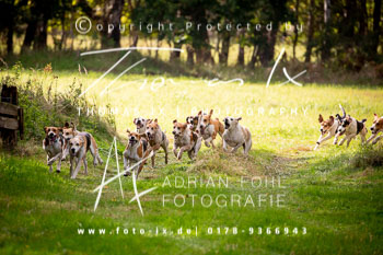 13 - Schleppjagd Heitlingen