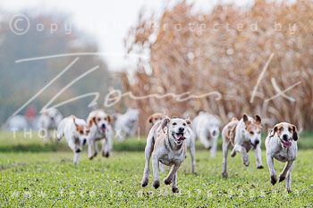 19 - Hubertusjagd Harsefeld