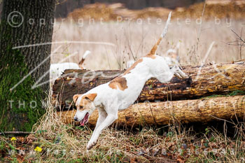 29 - Nikolausjagd Schneeren