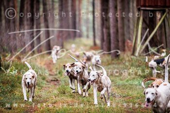 29 - Nikolausjagd Schneeren