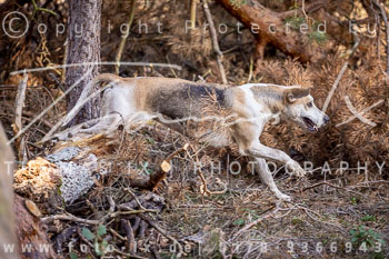 13 - Jagd Meitze 13 - Jagd Meitze