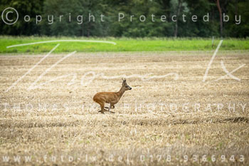 02 - Jagd Isernhagen