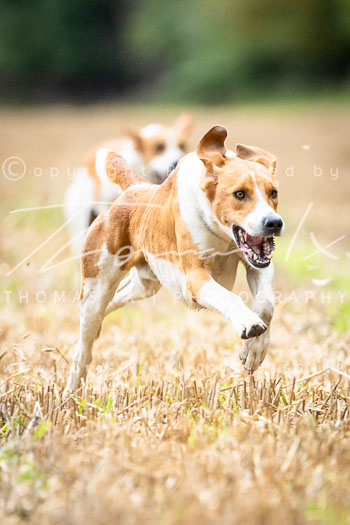 02 - Jagd Isernhagen