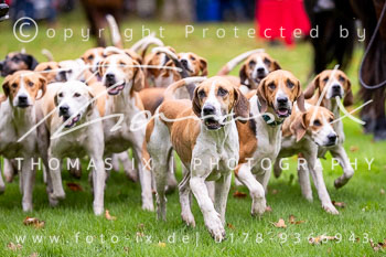 12 - Jagd Neuhaus im Solling 12 - Jagd Neuhaus im Solling