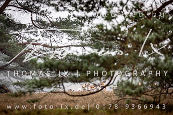 19 - Jagd Hermannsburg