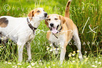 07 - Schleppjagd Rohlfshagen