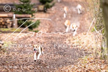 04 - Schleppjagd Verden